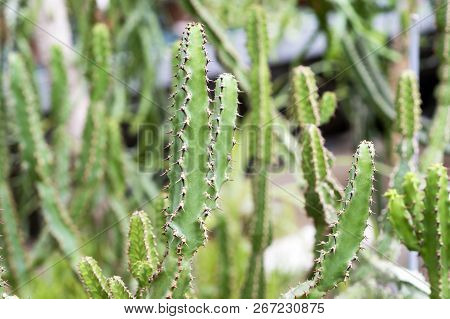 Cactus On The Rocky Decorative Flowerbed. The Latin Name Is Euphorbia Trigona