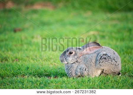 This Is A Rabbit Sitting On Green Grass
