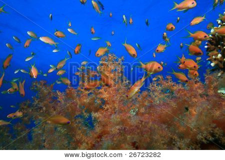 Farverige bløde koraller og Lyretail Anthias shoal
