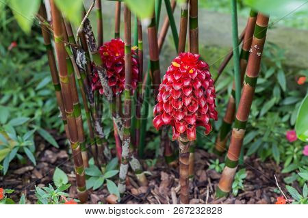 The Flower Is Red With Seeds From The Inflorescence Of The Costus Family, Grown In The Greenhouse. L