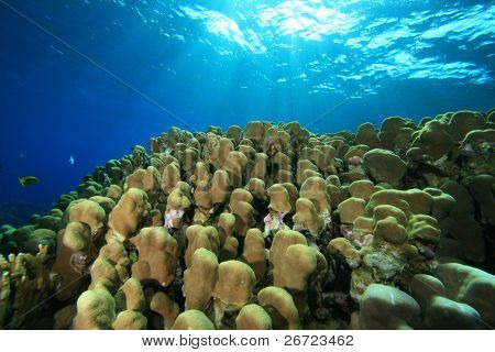 Cúpula Coral (Porites nodifera)