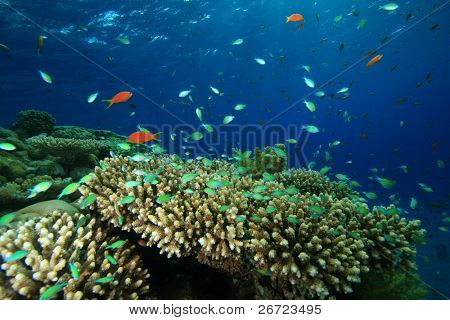 Coral Reef z Damselfishes