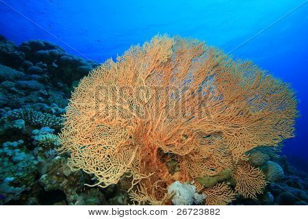 Gorgonian Fan Coral