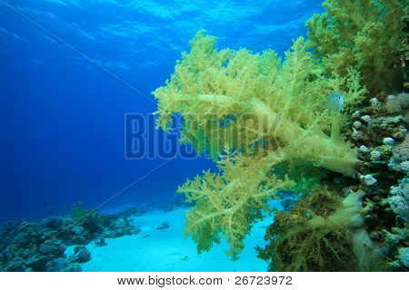 Sund dendronephthya blød koral