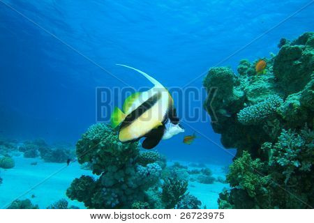 Røde Hav Bannerfish (Heniochus intermedius)