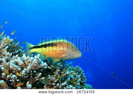 Szeplős Hawkfish (Paracirrhites forsteri)