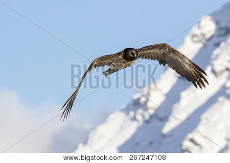 Bearded Vulture, Gypaetus Barbatus, Immature, First Year Flying In The French Alps, Vanoise, France,