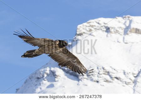 Bearded Vulture, Gypaetus Barbatus, Immature, First Year Flying In The French Alps, Vanoise, France,