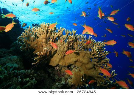 Coral reef og Lyretail Anthias