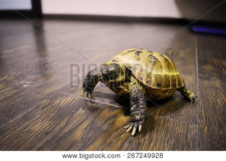 Cute Little Pet Central Asian Tortoise On The Floor In The House