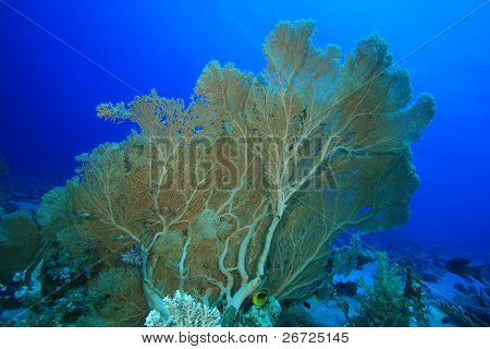 Gorgonian Fan koraller (Annella mollis)