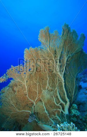 Gorgonian Fan koraller (Annella mollis)