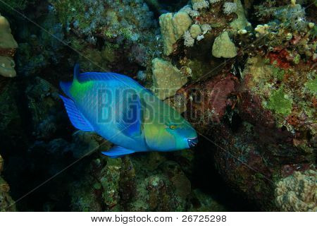Rusty Parrotfish (Scarus ferrugineus)