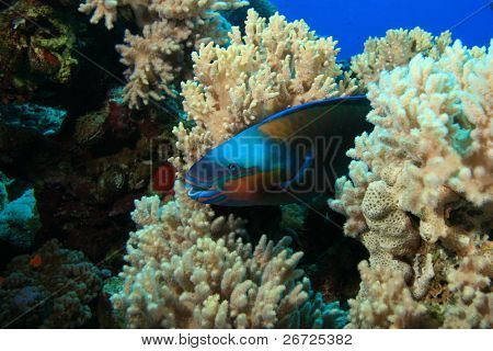 Bullethead Papageienfische (Chlorurus Sordidus)