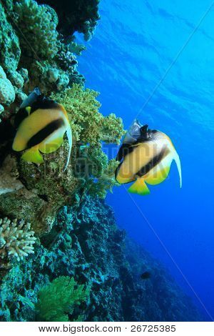 Par røde Hav Bannerfish (Heniochus intermedius)