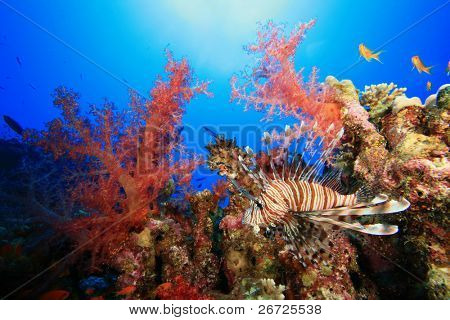 Lionfish og farverige bløde koraller