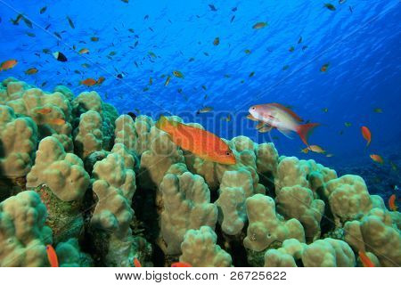 Cúpula Coral (Porites nodifera) e garoupa e peixe Anthias