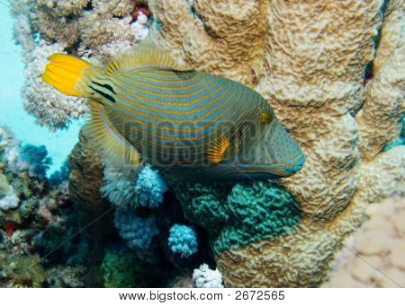 Orange-Striped Triggerfish