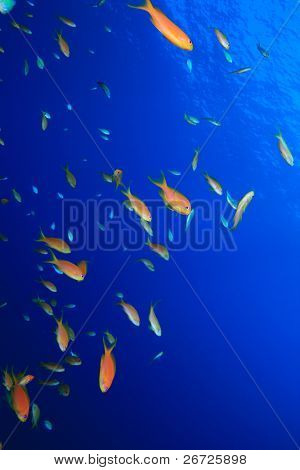 Piękne rafy koralowej z Anthias i Damselfishes