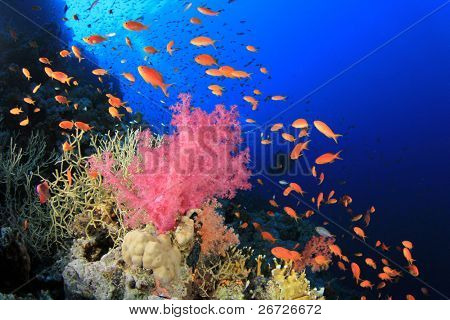 Bright colourful red Soft Coral. Scuba Diver in background