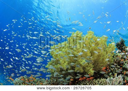 Stime af Damselfish og bløde koraller om et rev i det Røde Hav