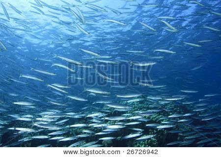 Skole af fisk: Yellowtail Barracuda