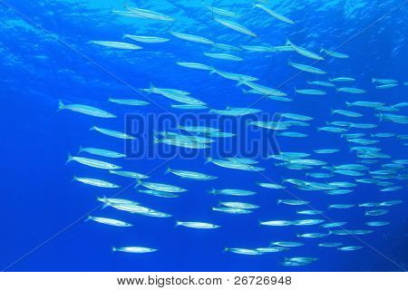 Balık okul: sarı Barracuda