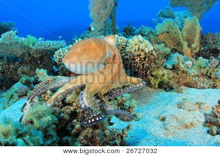 Big Red Octopus (polvo cyaneus) caça em um recife de coral no mar vermelho