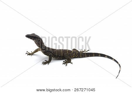 The Black Roughneck Monitor Lizard Isolated On White Backgrouns