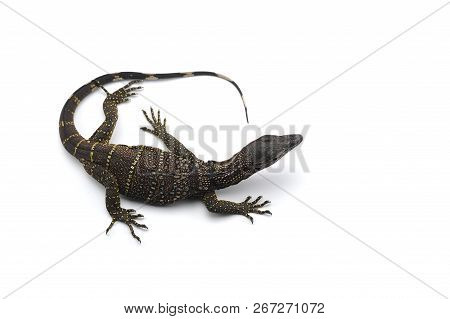 The Black Roughneck Monitor Lizard Isolated On White Backgrouns