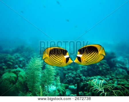 Rif van Bonaire