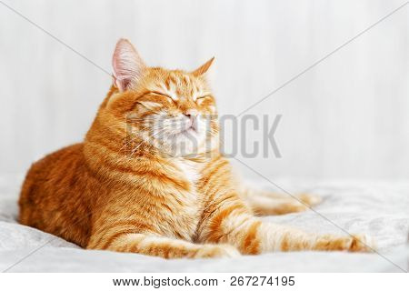 A Ginger Cat Lays On The Bed And Sleeps With Closed Eyes And Pulling Out The Front Paws. Shallow Foc