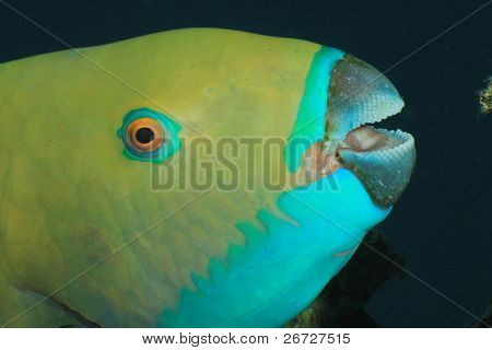 Rusty Parrotfish (Scarus ferrugineus)