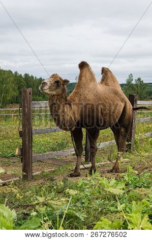 Two-humped Camel Standing On The Grass By The Fence.