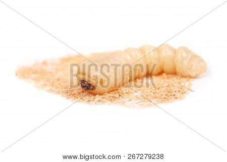 Larva Bark Beetle (scolytinae). Larva Of Bark Beetles Legless Isolated On White Background.