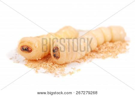 Larva Bark Beetle (scolytinae). Larva Of Bark Beetles Legless Isolated On White Background.