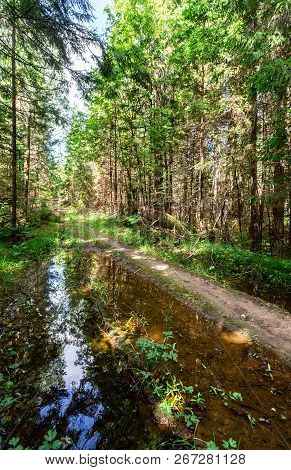 Journey On Foot Through Uncharted Roads Of A Green Forest. Summer In The Forest. Wild Nature Of Scan