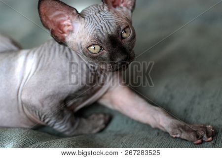 Portrait Of A Canadian Sphinx Cat, Bald Young Cat Kitten
