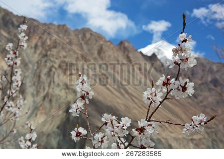 Apricot blossom in Himalayas
