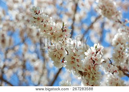Apricot blossom in Himalayas

