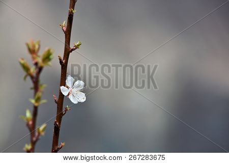 Blossoming apricot flowers on twigs
