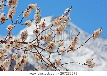 Apricot blossom in Himalayas
