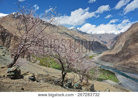 Apricot blossom in Himalayas

