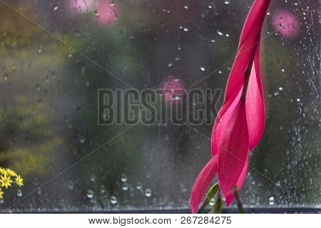 Red Flower Of Billbergia, Rosea Tropical Exotic Plants, Flower O