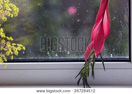 Red Flower Of Billbergia And Aichryson, Rosea Tropical Exotic Pl
