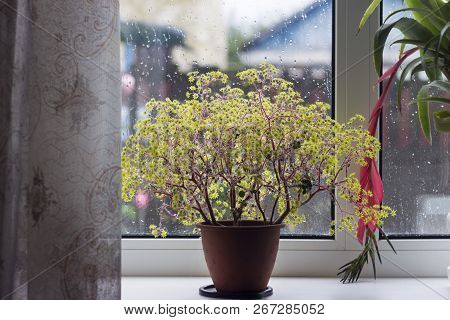 Aichryson - Plant, Yellow Flower On The Windowsill, The Rain Out