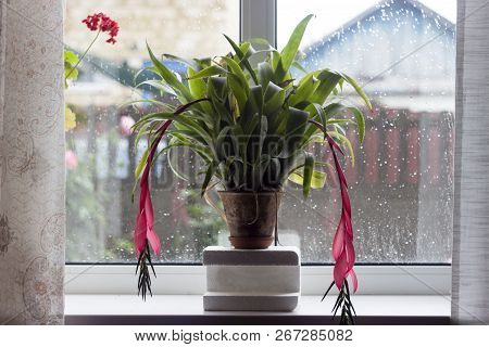 Red Flower Of Billbergia, Rosea Tropical Exotic Plants, Flower O