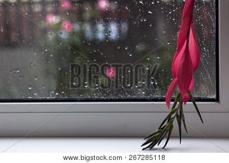 Red Flower Of Billbergia, Rosea Tropical Exotic Plants, Flower O