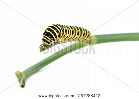 Swallowtail Caterpillar On Branch