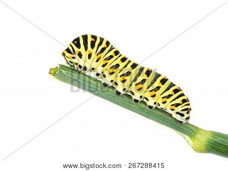 Swallowtail Caterpillar On Branch